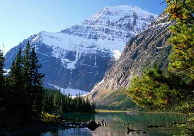 袖虎的猫狗为什么会那么贵