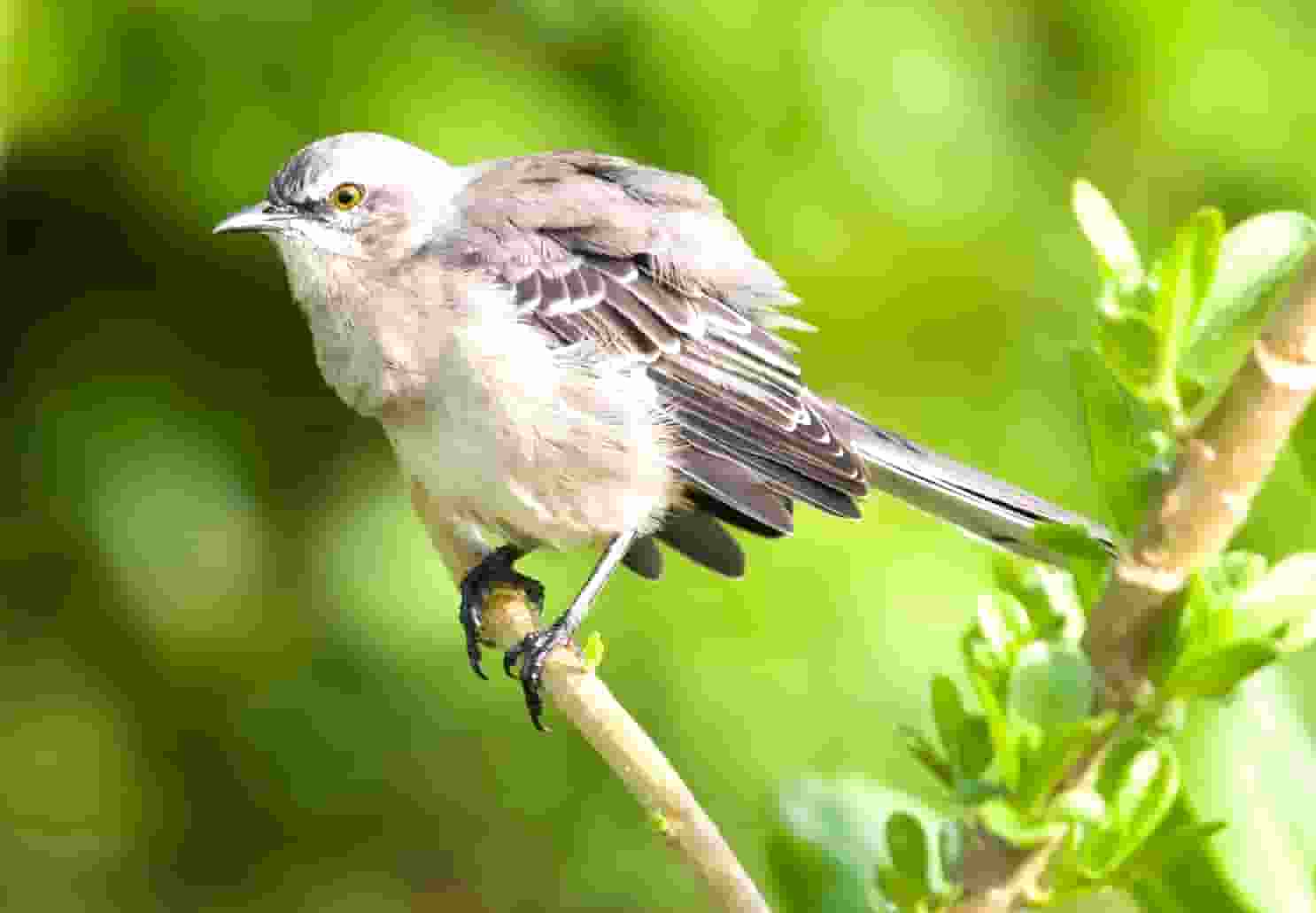 袖虎病猫攻略：猫指甲开裂可怕吗？别把自己吓到了