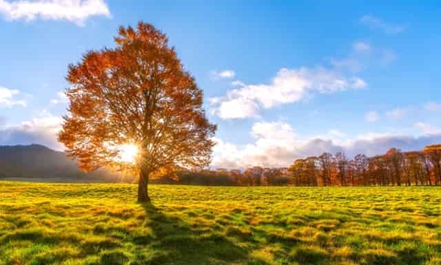 袖虎病猫攻略：猫眼睛颜色和耳聋有关系吗