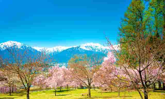 袖虎病猫攻略：猫咪突然乱拉屎怎么办