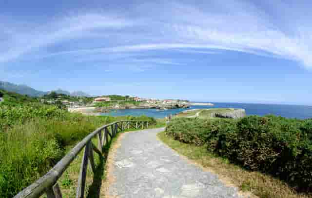 袖虎病猫攻略：用蚊香真的会死猫吗？