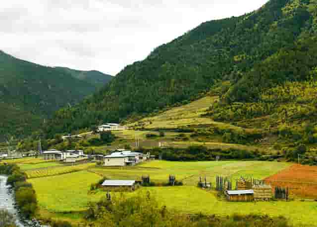 “鄂尔多斯红葱”正逐步走向产业化