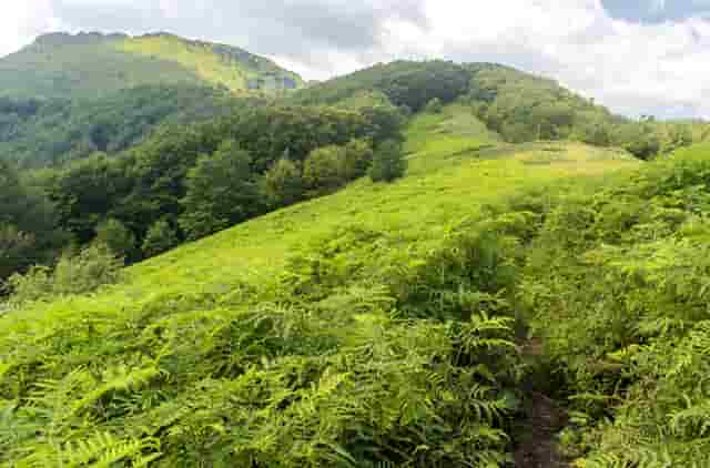 靶向药新星·拉罗替尼不限癌种（Larotrectinib，LOXO-101）